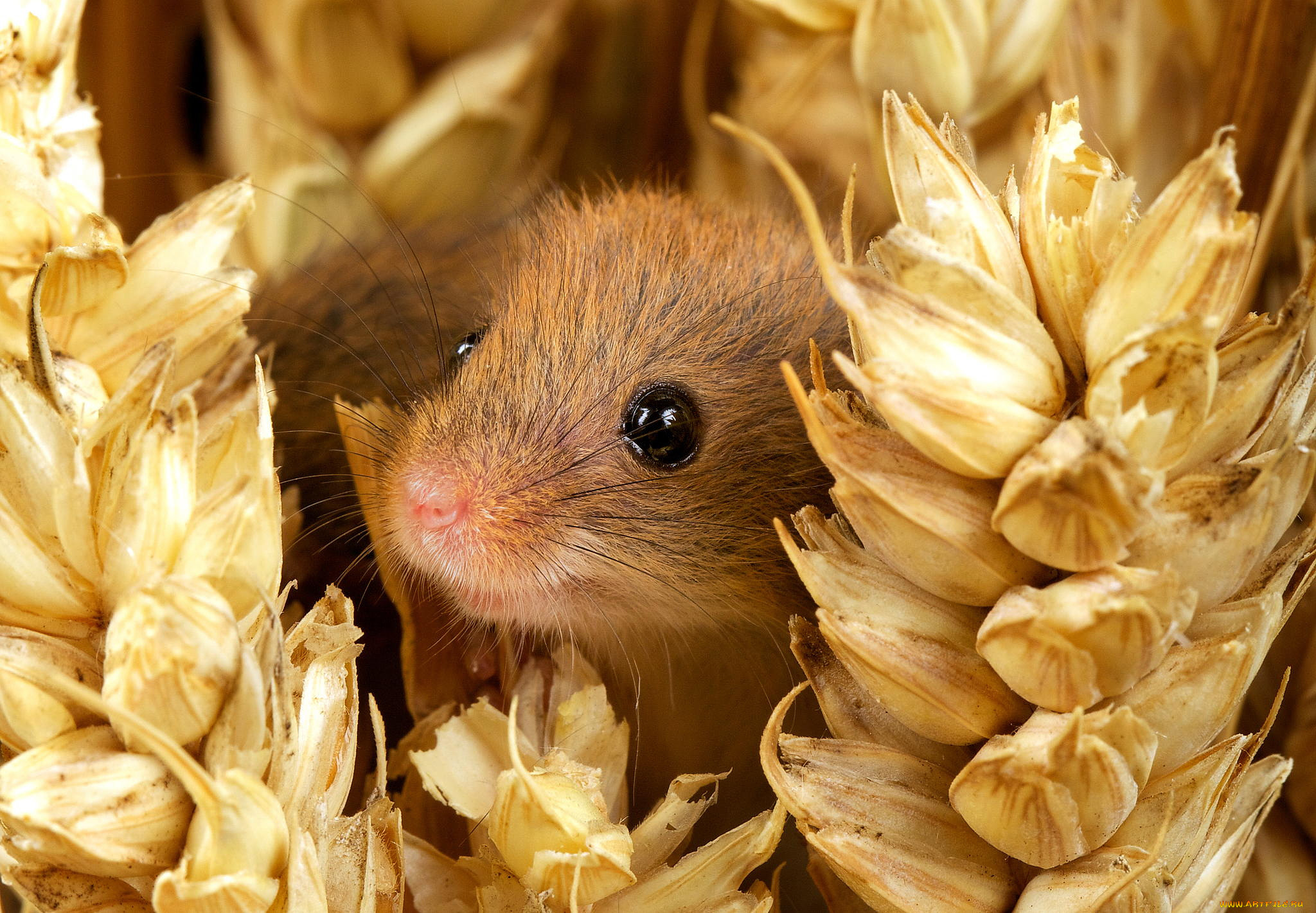 , ,  , mouse, harvest, , , , , -, nature, small